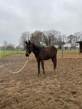 DSP Junghengst 2 Jährig, Sandra Funk, Horses For Sale, OFFENBACH 