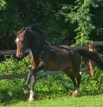 DSP Wallach, Elsa, Horses For Sale, Dresden 