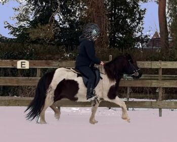 dt. gezogen und zuverlässig geritten: Funpferd für jedermann, Islandpferde-aus-Island, Pferd kaufen, Südisland