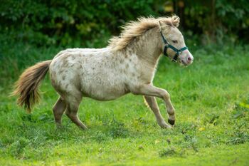 Dt. Partbred-Shetlandpony, Elitefohlen, Champagne-Tigerschecke, Nicole Prignitz , Pferd kaufen, Groß Molzahn 