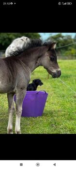 Dt Partbred Shetlandpony, Rappe, Shetty, pony