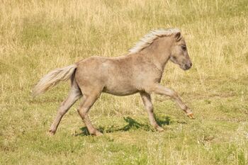 Dt.Partbred Shetlandpony/Shetty HF , Silber- Tigerschecke m.P., Nicole Prignitz , Pferd kaufen, Groß Molzahn 