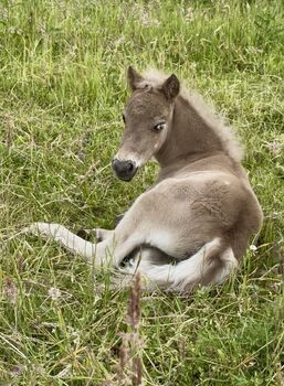 Dt.Partbred Shetlandpony/Shetty HF , Silber- Tigerschecke m.P.