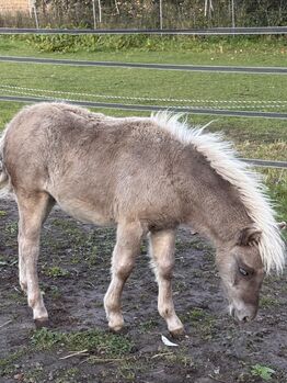 Dt.Partbred Shetlandpony/Shetty HF , Silber- Tigerschecke m.P.
