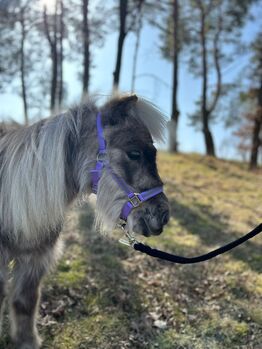 Dt. Partbred Shetty Wallach, Mini-Shetty, Shetty, Sarah Siebert, Pferd kaufen, Döllen