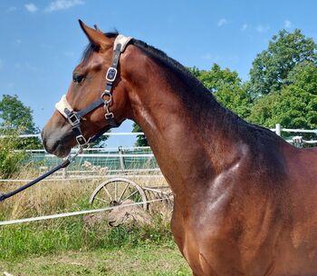 Dt. Pferd - 2jähriger Junghengst - Zoomaton x Quarterback