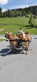 Doppelspännergeschirr zu verkaufen, Lessing, Schönwiese Christina , Horse Harness, St. Lorenzen im Lesachtal 