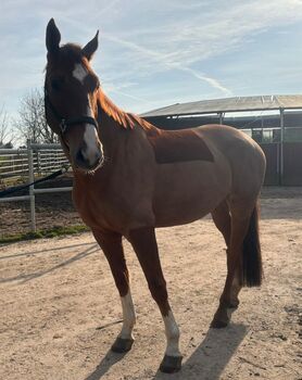 Doppeltveranlagter Hannoveraner abstammend von Flic Flac x Salito, Pferdevermittlung Leus (Pferdevermittlung Leus ), Horses For Sale, Soltau