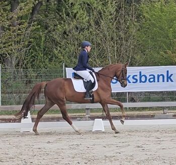 Doppelveranlagte, unerschrockene Stute für Sport & Freizeit