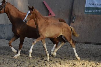 Deutsches Reitpony Hengstfohlen