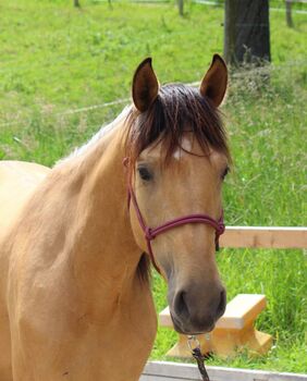 #germanbreed #exclusiveallrounder, WOW Pferd  (WOW Pferd), Horses For Sale, Bayern - Attenkirchen