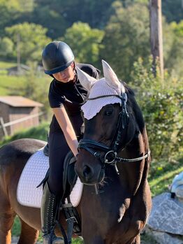 Deutsches Sportpferd