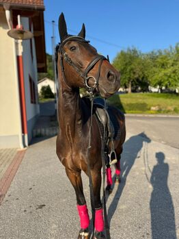 Deutsches Sportpferd, Michaela Weidinger-List, Horses For Sale, Pirching