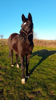 Deutsches Warmblut