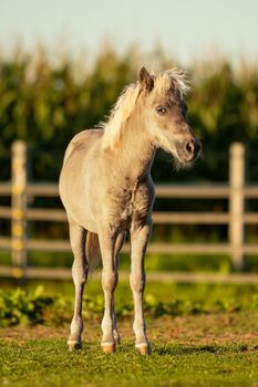 Dt.Partbred Shetlandpony/Shetty HF , Silber- Tigerschecke m.P.