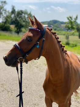 Deutsches Reitpony, Ricarda Schoenberg, Horses For Sale, Haibach ob der Donau