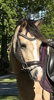 Deutsches Reitpony