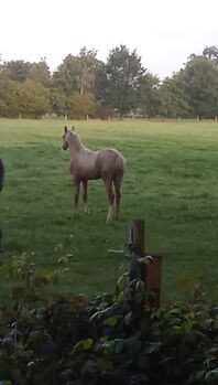 Deutsches Reitpony, Hanneliese Claus , Horses For Sale, Westerstede 