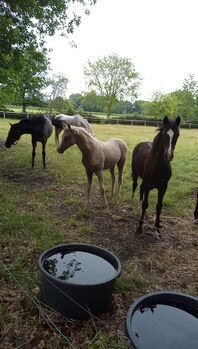 Deutsches Reitpony