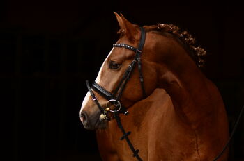 Deutsches Reitpony Dunkelfuchs zu verkaufen - Nachkomme von Dreidiemensional AT und FS Don`t Worry!