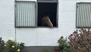 Deutsches Reitpony Dunkelfuchs zu verkaufen - Nachkomme von Dreidiemensional AT und FS Don`t Worry!
