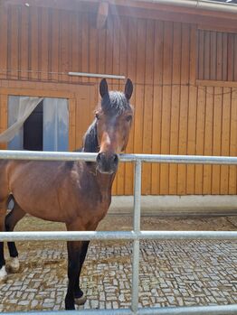 Deutsches Reitpony - Dyami Dumbledore B; Wallach