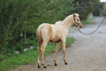 Deutsches Reitpony Hengst Fohlen