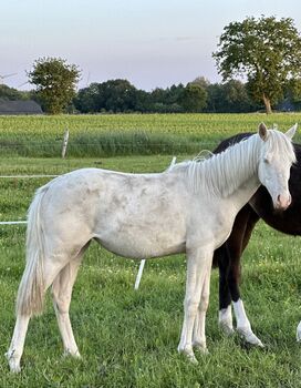Deutsches Reitpony Stute 1,5 Jahre alt