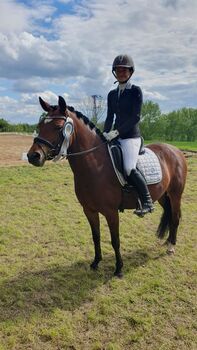 Deutsche Reitpony Stute