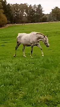 Deutsches Reitpony ,mit Hengstfohlen