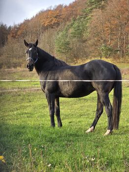 Deutsche Sportpferd-Stute