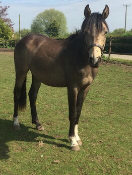 Dun 2yr old sports horse filly to make 15.2