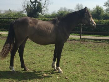 Dun 2yr old sports horse filly to make 15.2, Cheryl Sumner, Pferd kaufen, Skegness