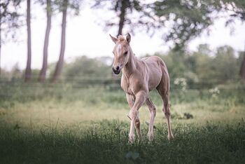 Dunalino (Palomino) Appaloosa mit Quarter Blut Jährling Hengst, Janina, Pferd kaufen, Wunstorf