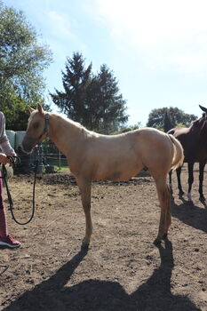 Dunalino (Palomino) Appaloosa mit Quarter Blut Jährling Hengst