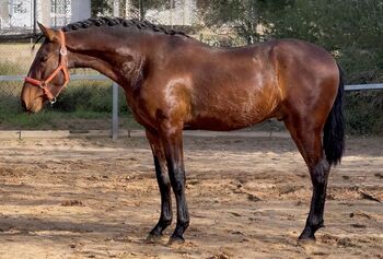 Duque ABS, PRE Pura Raza Española, Hengst, 3 Jahre, Brauner