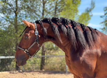 Duque ABS, PRE Pura Raza Española, Hengst, 3 Jahre, Brauner