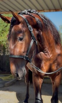Duque ABS, PRE Pura Raza Española, Hengst, 3 Jahre, Brauner, WOW Pferd  (WOW Pferd), Konie na sprzedaż, Bayern - Attenkirchen