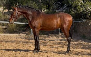 Duque ABS, PRE Pura Raza Española, Hengst, 3 Jahre, Brauner