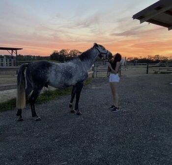 Duque (PRE) sensibler Herzenswallach sucht seinen Menschen!, Nina, Horses For Sale, Pfaffstetten