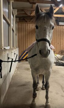 Duque (PRE) sensibler Herzenswallach sucht seinen Menschen!