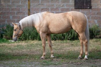 Großrahmige, gut gerittene Quarter Horse Stute, Kerstin Rehbehn (Pferdemarketing Ost), Konie na sprzedaż, Nienburg