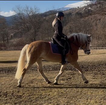 Große Haflinger Stute