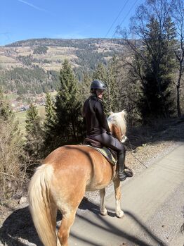 Große Haflinger Stute
