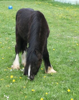 großer Irish Cob Jährling Smoky Black, Tina, Konie na sprzedaż, Calden