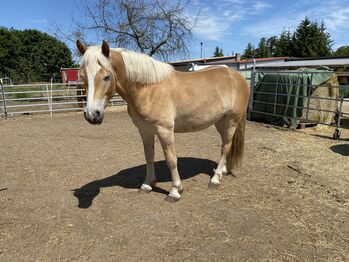 Großer Haflinger Wallach 3 Jahre alt, Janina Kefalas, Konie na sprzedaż, Colbitz 