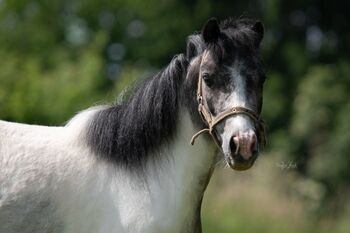 Zwei brave Kinderponys zu vergeben, Vanessa Imrek, Konie na sprzedaż, Unterwart