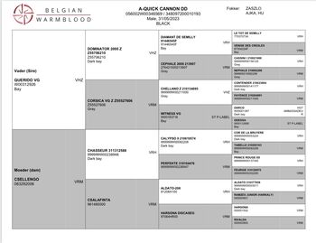 Zwei junge Pferde zu verkaufen