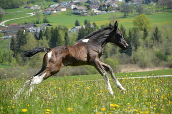 Zweieinhalb jähriger Warmblut-Araber-Mix Wallach „Taran“ zu verkaufen!