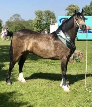 Dycott Fancy-Fancy reg sec c mare, Deb Sheppard , Horses For Sale, Southend Essex
